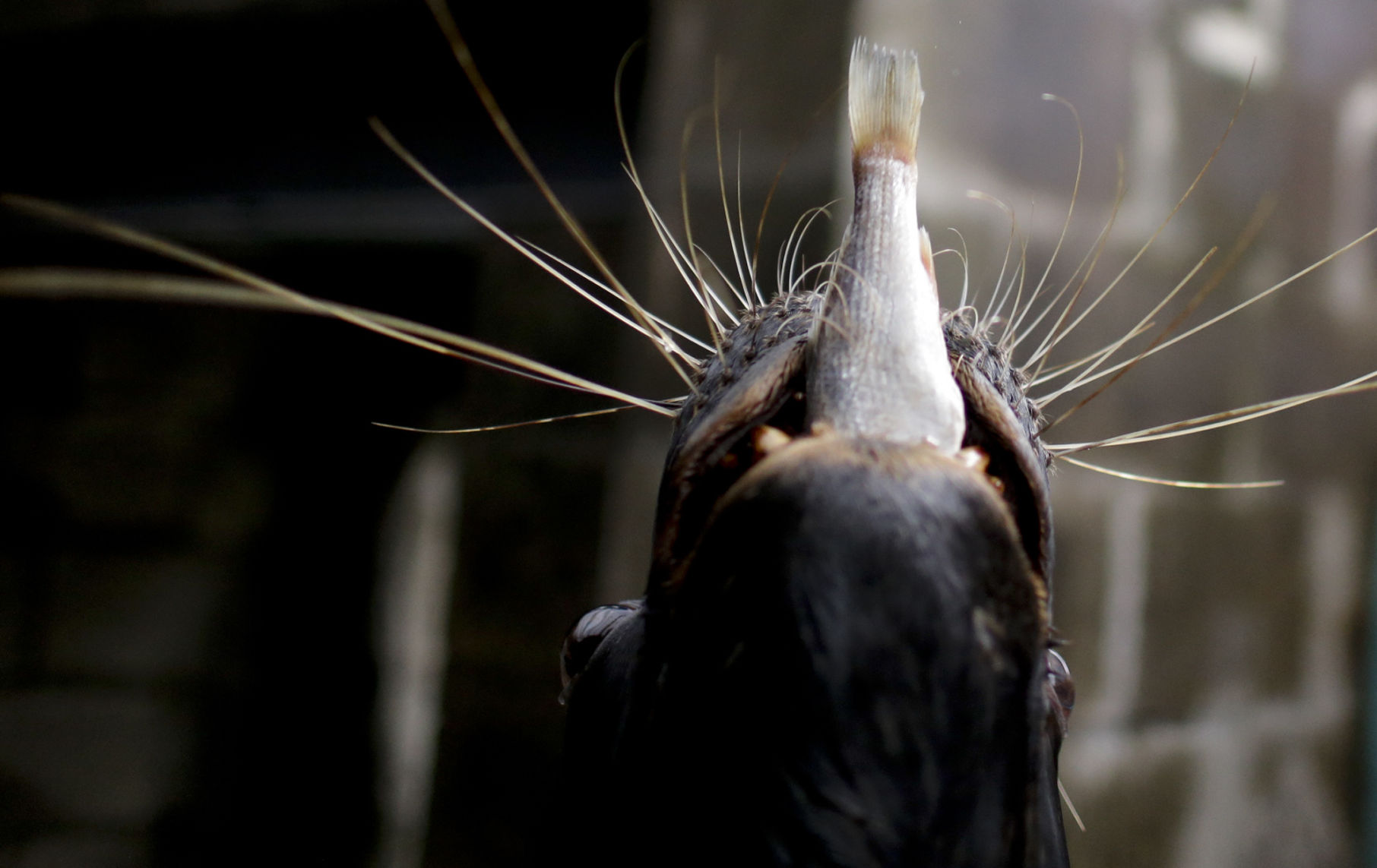 Argentina Zoo Crisis